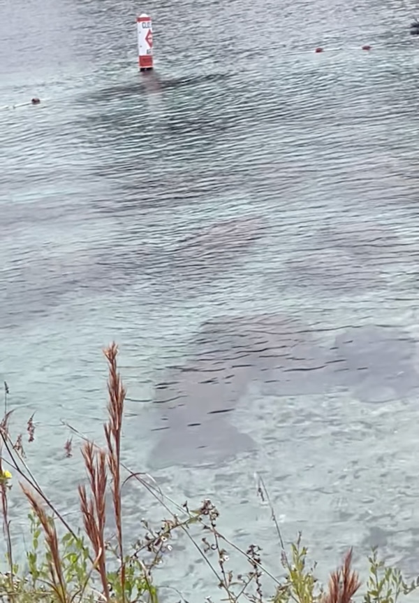 Multiple manatees visible in shallow water at Three Sisters Springs