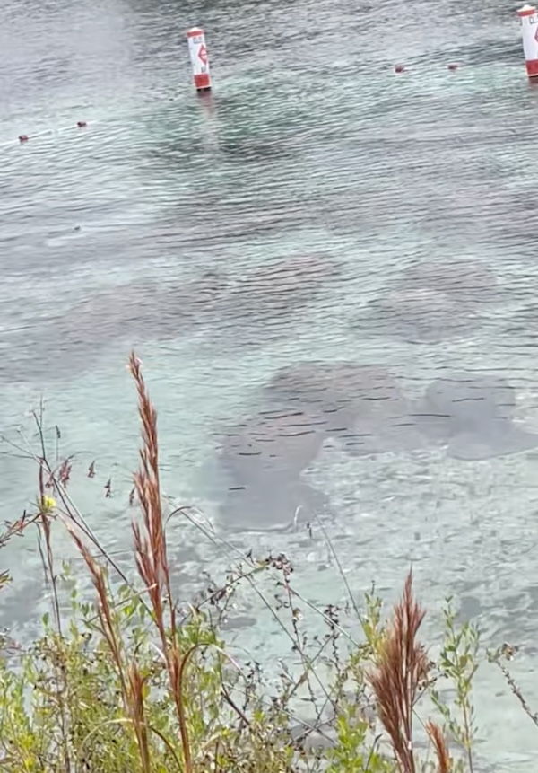 Large cluster of manatees gathered in the springs at Crystal River