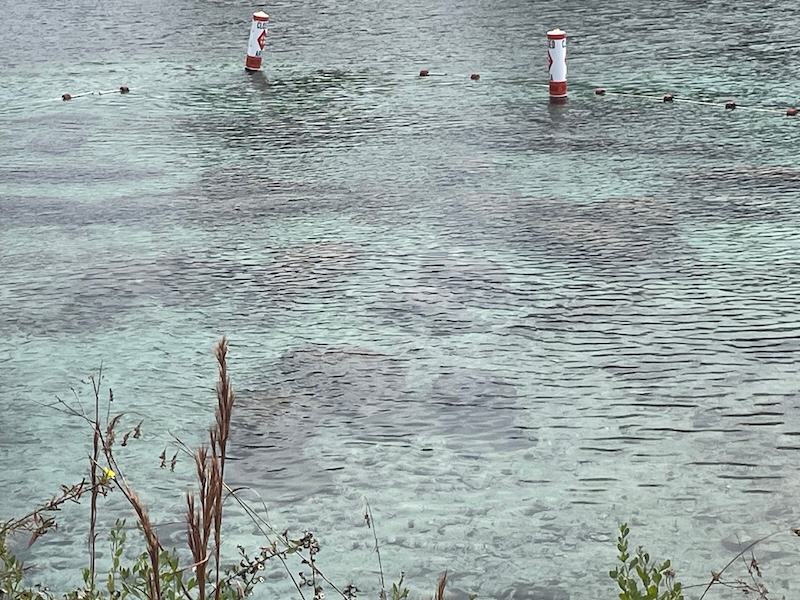 Group of manatees resting together in clear spring water at Crystal River