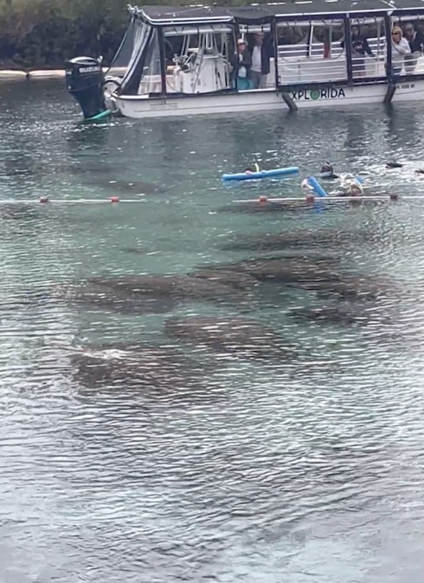 Tour boat with snorkel group near manatees in Crystal River