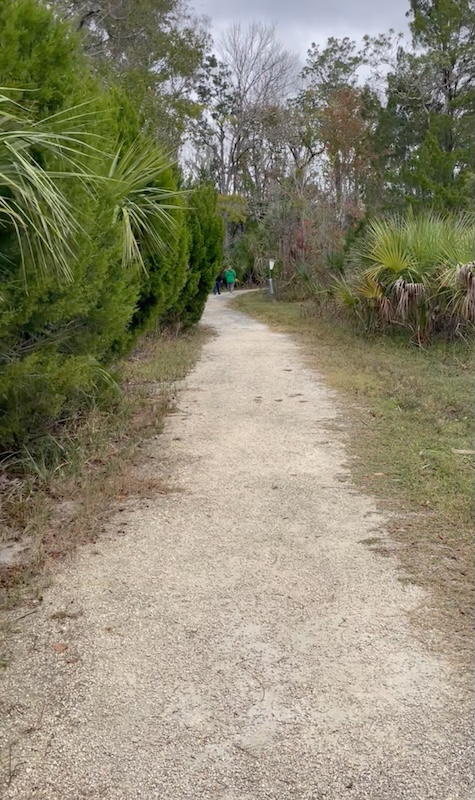 Flat packed gravel walking trail near Three Sisters Springs in Crystal River