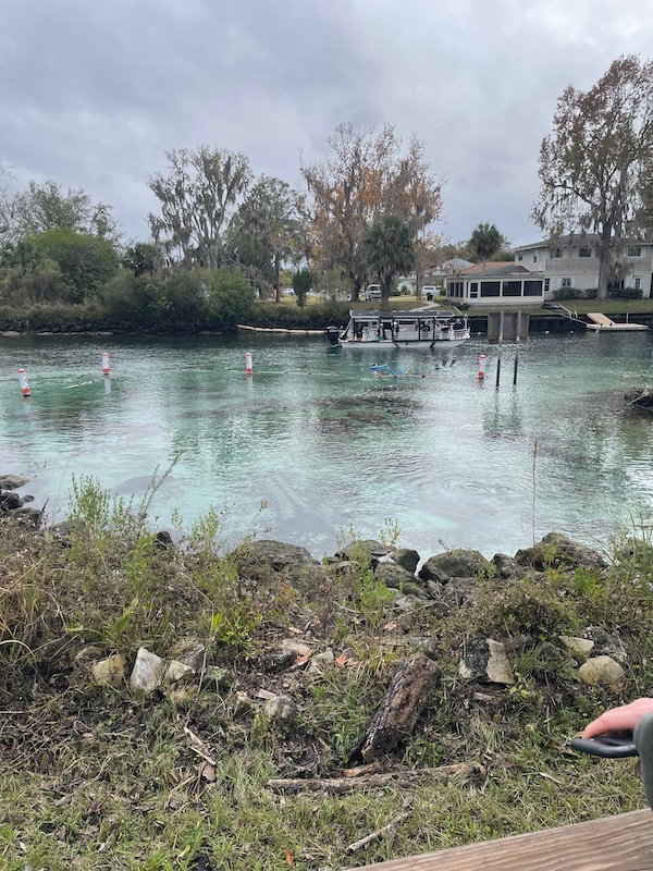 Spring area near Three Sisters Springs in Crystal River with manatees visible in the water
