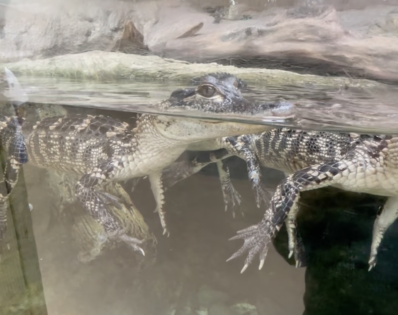 Juvenile alligator partially submerged in a freshwater exhibit at The Florida Aquarium