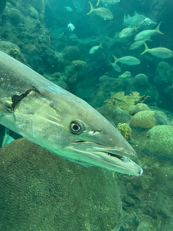 Great barracuda swimming in a large saltwater tank at The Florida Aquarium