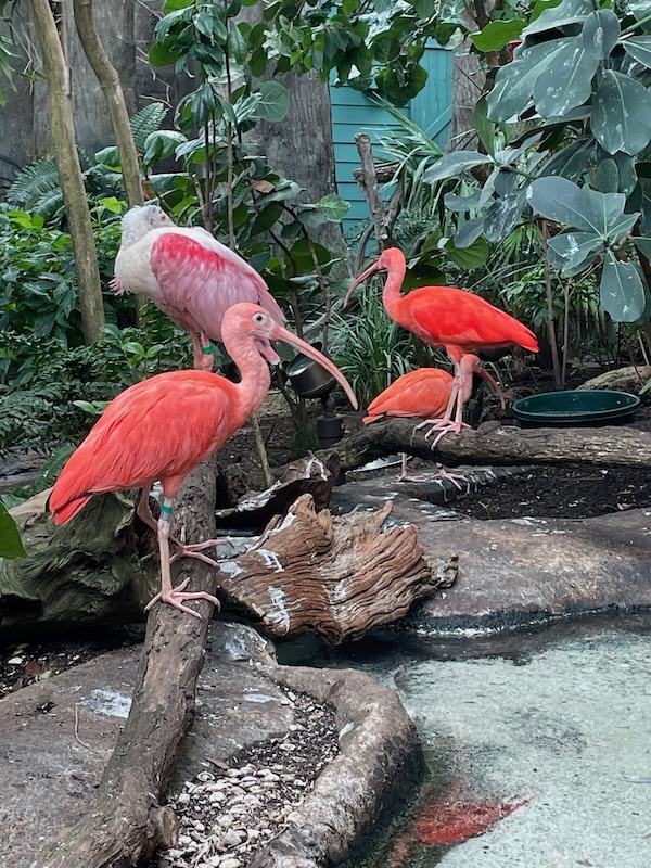 Scarlet ibises gathered near a shallow pool inside The Florida Aquarium