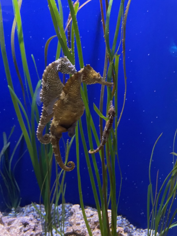 Seahorses swimming vertically among tall sea grass at The Florida Aquarium