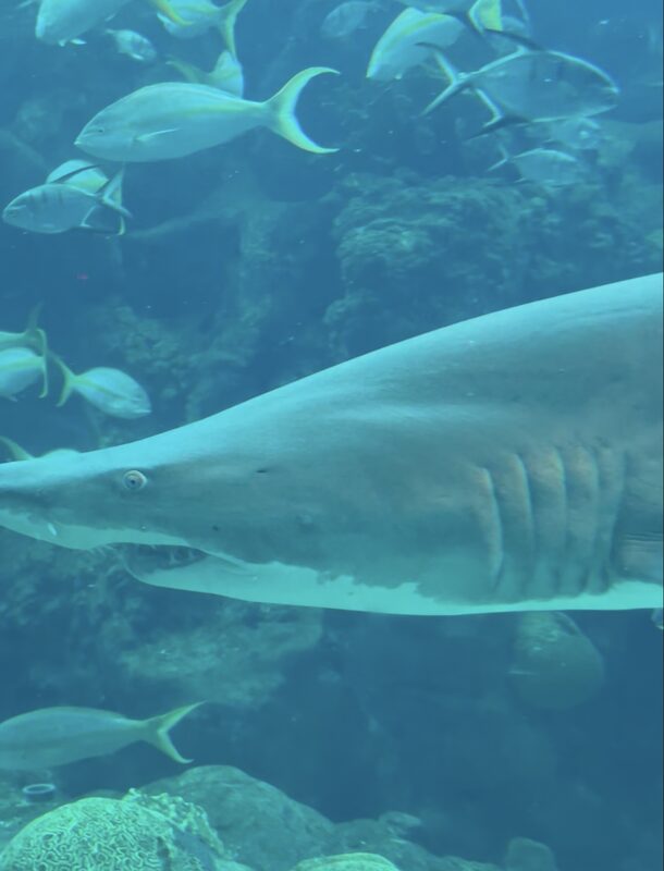 Large shark swimming through a reef tank at The Florida Aquarium