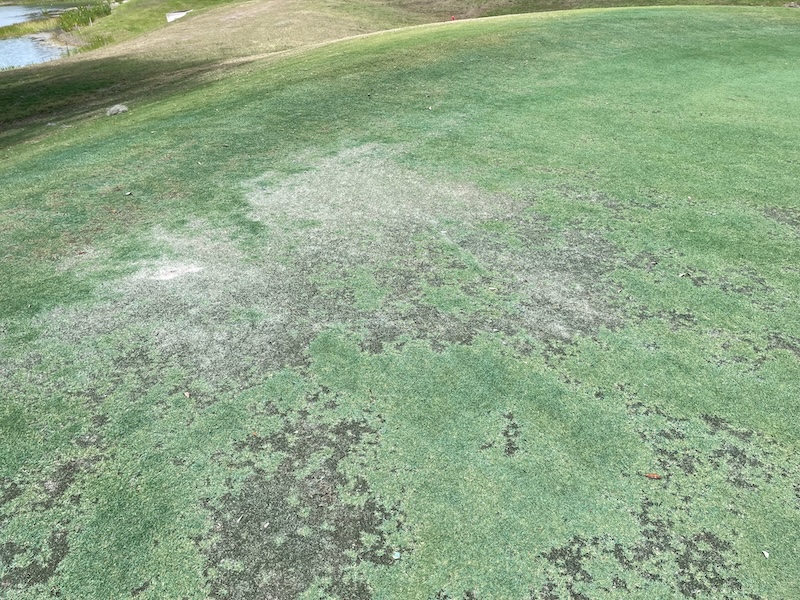 Stressed turf on green at Bellaire executive golf course showing dry and thinning grass